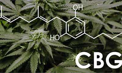 cbg oil